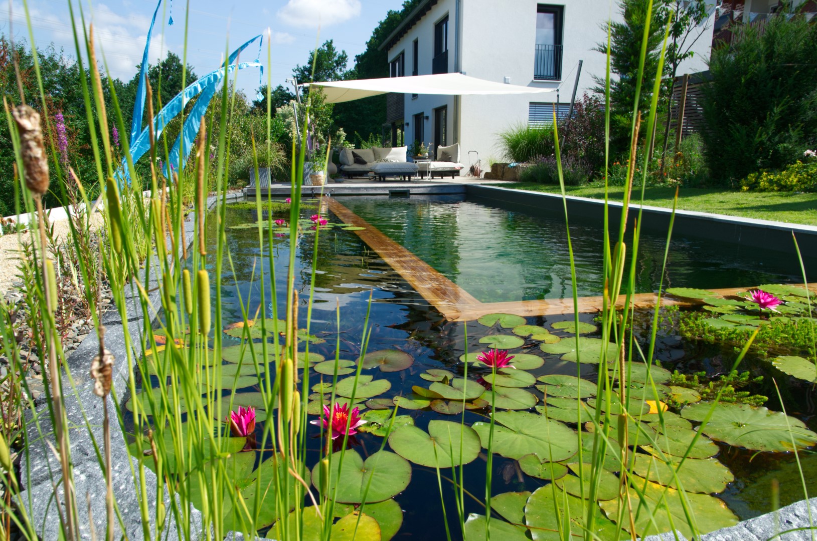 Natürliche Putzkolonne und Wasserballett – Leben am Naturpool